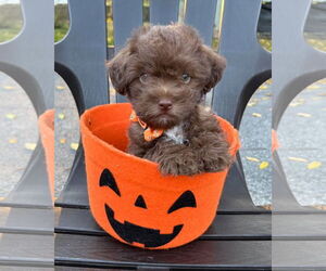 Chihuahua-Unknown Mix Dogs for adoption in Rochester, NY, USA