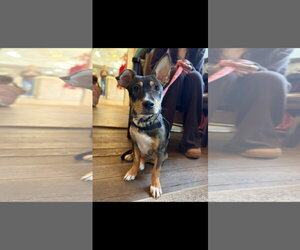 Mutt Dogs for adoption in NYC, NY, USA