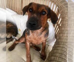 Beagle Dogs for adoption in Dallas, TX, USA