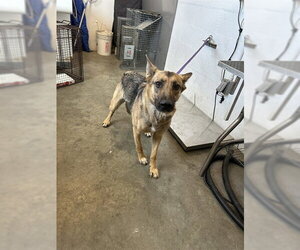 German Shepherd Dog Dogs for adoption in Corona, CA, USA