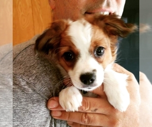 Cavapom Dogs for adoption in San Martin, CA, USA