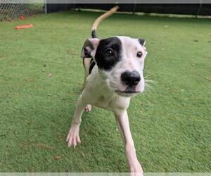 Labrador Retriever-Unknown Mix Dogs for adoption in Raleigh, NC, USA