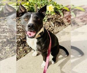 American Pit Bull Terrier-Pointer Mix Dogs for adoption in Santa Maria, CA, USA