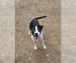 American Pit Bull Terrier-Labrador Retriever Mix Dogs for adoption in Rockaway, NJ, USA
