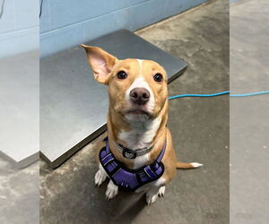 Mutt Dogs for adoption in Evansville, IN, USA