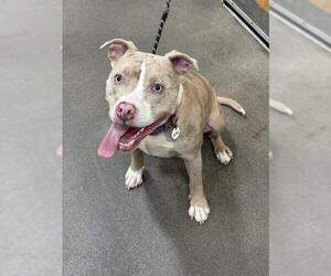 Mutt Dogs for adoption in Forestville, MD, USA