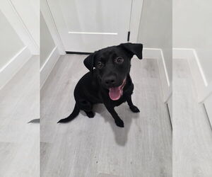 Labrador Retriever-Unknown Mix Dogs for adoption in MIDWAY, UT, USA