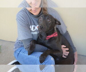 Mutt Dogs for adoption in McKinney, TX, USA