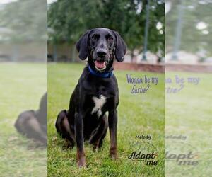 Mutt Dogs for adoption in Fremont, NE, USA