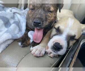 American Pit Bull Terrier-Golden Retriever Mix Dogs for adoption in Peoria, AZ, USA