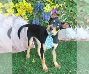 Australian Kelpie-Unknown Mix Dogs for adoption in Oklahoma City, OK, USA