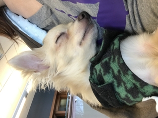 Malchi Dogs for adoption in Grand Haven, MI, USA