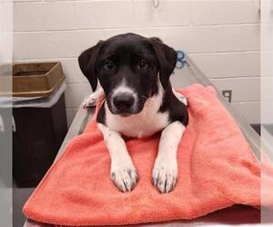 Akita-Border Collie Mix Dogs for adoption in Peoria, IL, USA