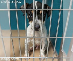 Mutt Dogs for adoption in Oklahoma City, OK, USA