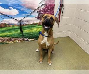 Bullmastiff-Unknown Mix Dogs for adoption in Moreno Valley, CA, USA