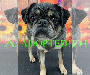 Pug Dogs for adoption in Westminster, MD, USA
