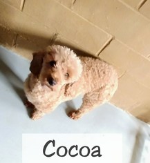 Poodle (Miniature) Dogs for adoption in Lake City, MI, USA