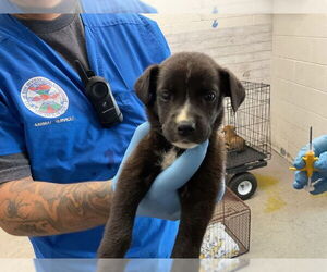 Mutt Dogs for adoption in San Bernardino, CA, USA