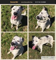English Setter-Unknown Mix Dogs for adoption in Longview, TX, USA