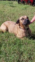 Black Mouth Cur-Unknown Mix Dogs for adoption in Port St Lucie, FL, USA