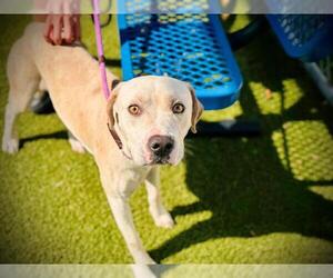 American Pit Bull Terrier-Labrador Retriever Mix Dogs for adoption in Orlando, FL, USA