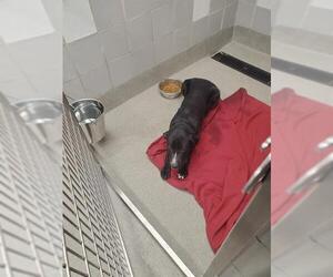 American Pit Bull Terrier-Unknown Mix Dogs for adoption in Las Vegas, NV, USA