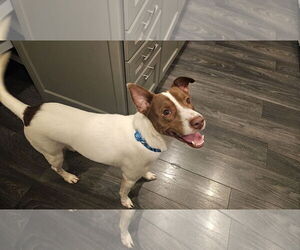 Mutt Dogs for adoption in Farmington, MN, USA