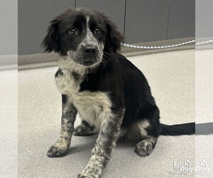 Retriever -Unknown Mix Dogs for adoption in Washington, DC, USA