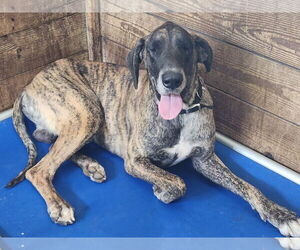 Great Dane Dogs for adoption in Palm Beach, FL, USA