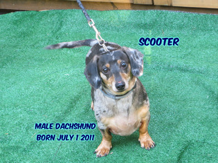 Medium Photo #1 Dachshund Puppy For Sale in Huddleston, VA, USA