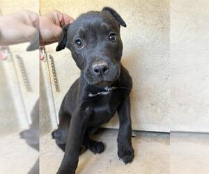 American Pit Bull Terrier-Unknown Mix Dogs for adoption in Oklahoma City, OK, USA