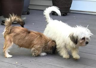 Shih Tzu Dogs for adoption in Bronx, NY, USA