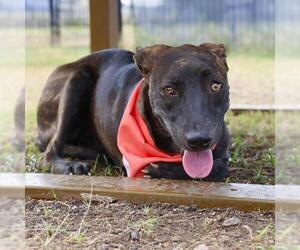 Plott Hound-Unknown Mix Dogs for adoption in San Antonio, TX, USA