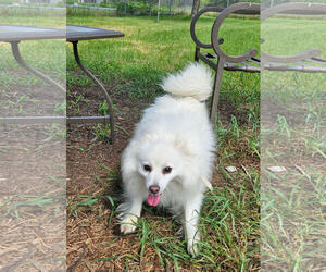 American Eskimo Dog Dogs for adoption in Pikesville, MD, USA