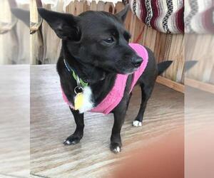 Medium Photo #1 Chihuahua-Schipperke Mix Puppy For Sale in Dana Point, CA, USA