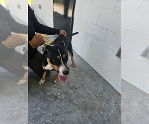 Border Collie-Unknown Mix Dogs for adoption in Temple, TX, USA