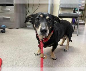 Dachshund Dogs for adoption in Pasadena, CA, USA