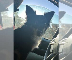 Papillon-Unknown Mix Dogs for adoption in Sacramento, CA, USA