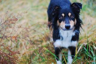Border Collie Dogs for adoption in Newport, KY, USA