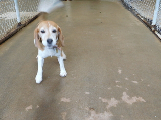 Beagle Dogs for adoption in Sparta, WI, USA