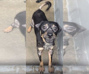 Colonial Cocker Spaniel-Unknown Mix Dogs for adoption in Evansville, IN, USA