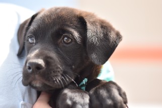 Borador Dogs for adoption in Frisco, TX, USA