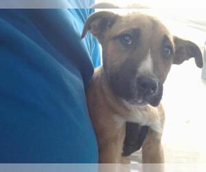 American Pit Bull Terrier-Unknown Mix Dogs for adoption in San Bernardino, CA, USA