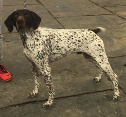 German Shorthaired Pointer Dogs for adoption in Menifee, CA, USA