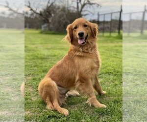 Golden Retriever-Unknown Mix Dogs for adoption in PIPE CREEK, TX, USA