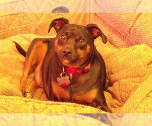 Miniature Pinscher Dogs for adoption in Boise, ID, USA
