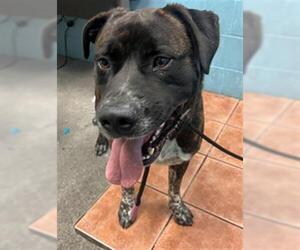 Labrador Retriever-Unknown Mix Dogs for adoption in Downey, CA, USA