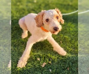 Poodle (Miniature) Dogs for adoption in Lakewood, CO, USA