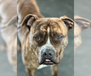Boxer-Unknown Mix Dogs for adoption in Denver, CO, USA