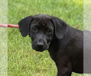 Labrador Retriever-Retriever Mix Dogs for adoption in Yardley, PA, USA